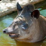 Tapir. !זה לא חזיר, זה טפיר